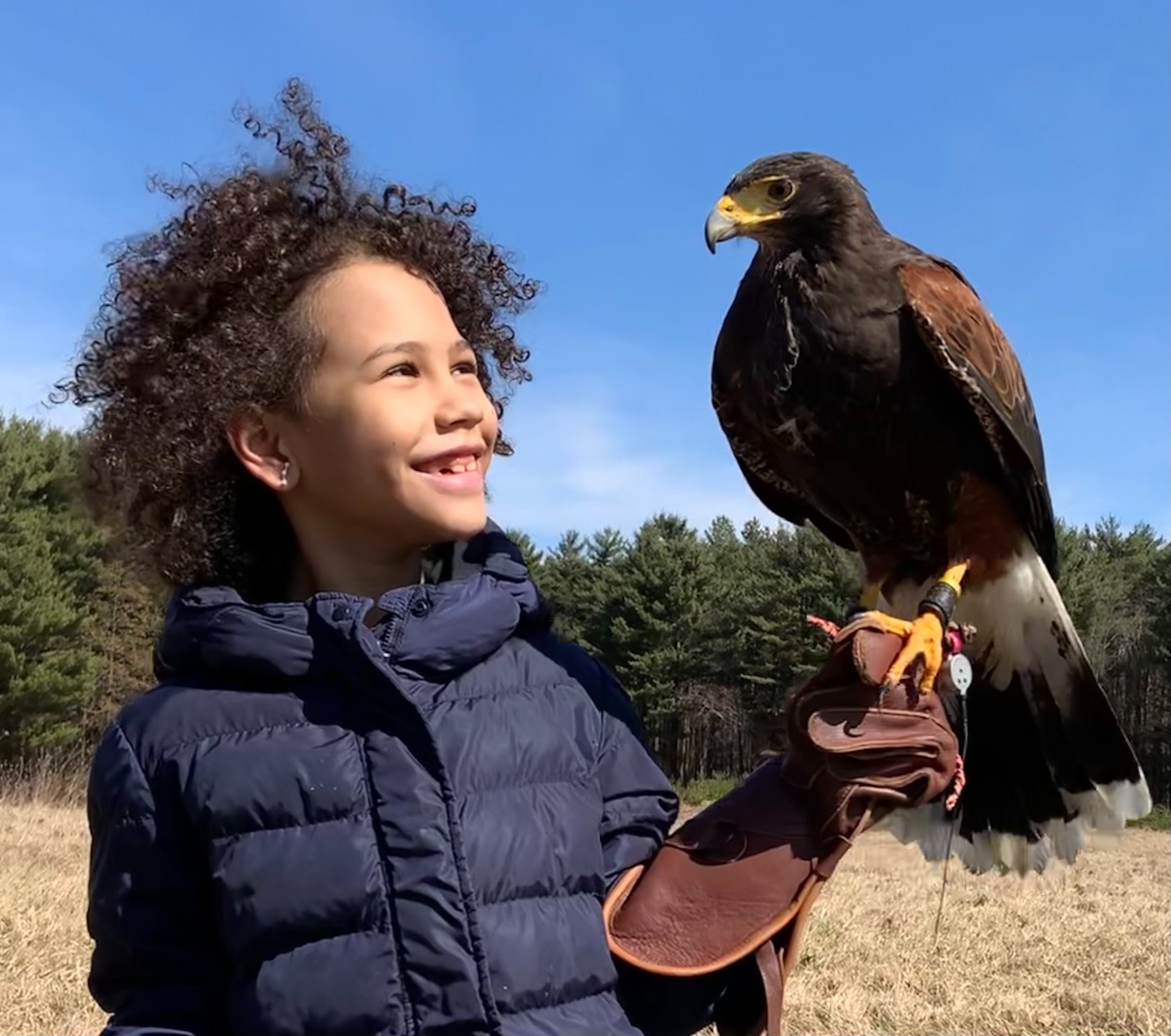 A smiling child looking at a Harris's hawk perched on a falconry glove