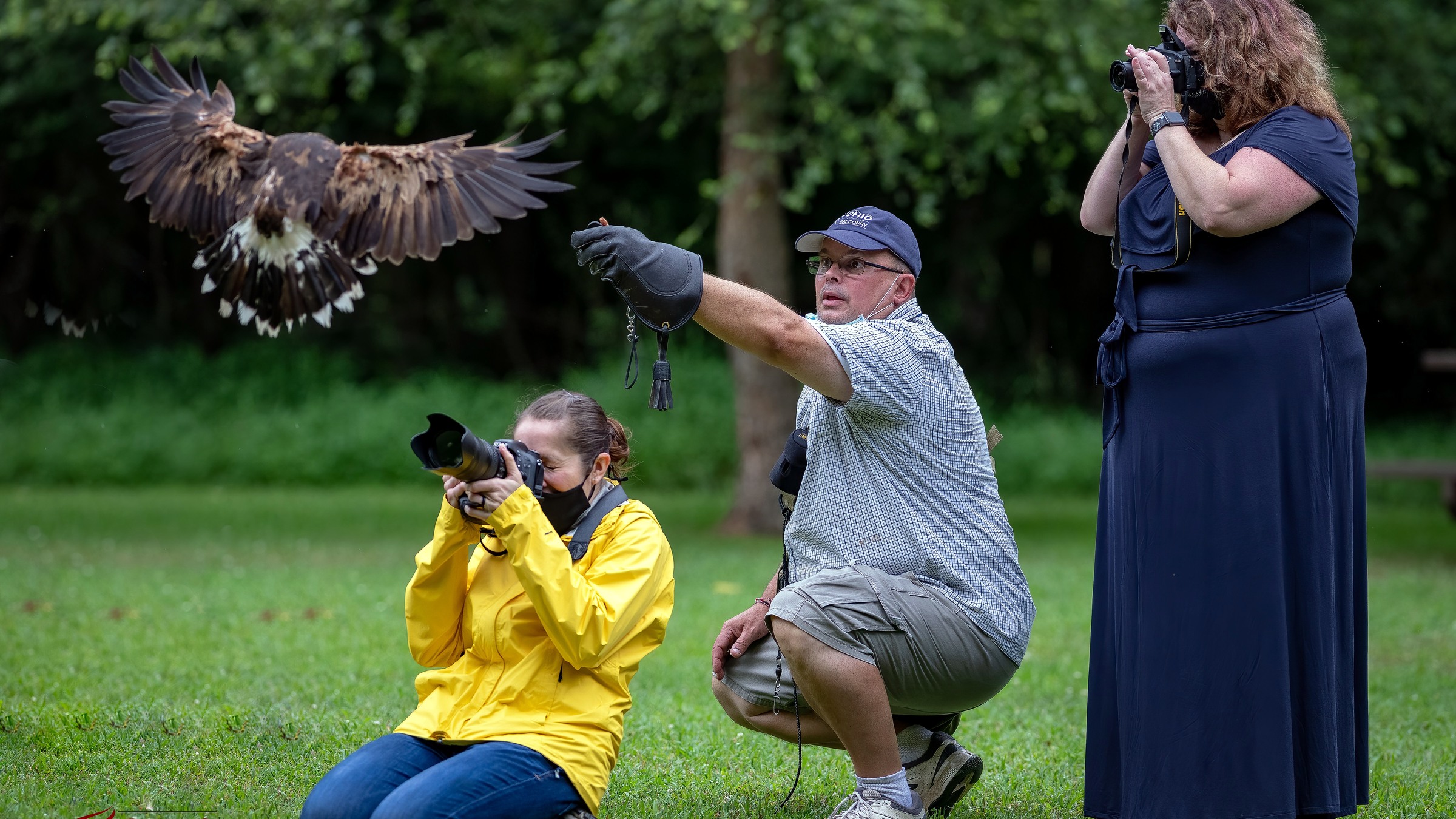 Close portrait of a hawk used for Ohio School of Falconry booking